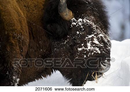 Close Up Image Of A Bison Feeding On Grass In The Winter, Whitehorse, Yukon View Large Photo Image Stock Photograph - Close Up Image Of A Bison Feeding On Grass In The Winter, Whitehorse, Yukon. Fotosearch