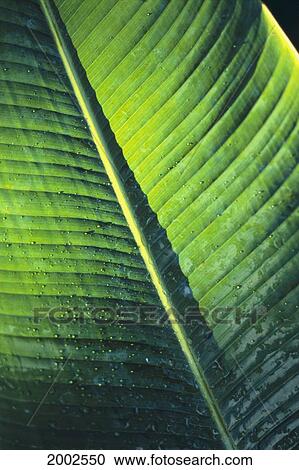 Close-Up Image Of A Green Banana Leaf, With Shadows And A Single Lighted Area View Large Photo Image Stock Image - Close-Up Image Of A Green Banana Leaf, With Shadows And A Single Lighted Area. Fotosearch