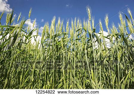 Stock Image - Close up in wheat field; Elizabethtown, Pennsylvania, United States of America. Fotosearch