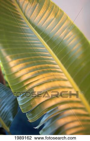 Stock Image - Close-Up Of A Banana Leaf Lit By Firelight.. Fotosearch