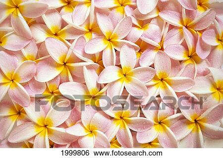 Close-Up Of A Bed Of Light Pink Plumeria Flowers, Water Drops, Yellow Centers C1667 View Large Photo Image Stock Photograph - Close-Up Of A Bed Of Light Pink Plumeria Flowers, Water Drops, Yellow Centers C1667. Fotosearch