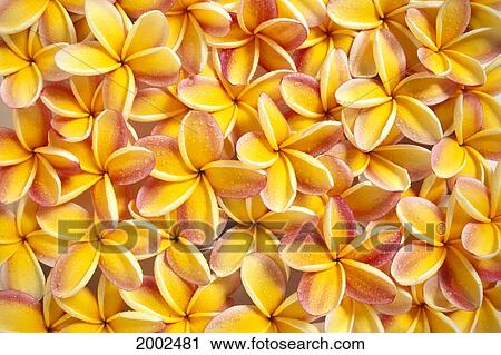 Close-Up Of A Bed Of Yellow Plumeria Flowers, Pink Tips, Water Drops View Large Photo Image Stock Image - Close-Up Of A Bed Of Yellow Plumeria Flowers, Pink Tips, Water Drops. Fotosearch