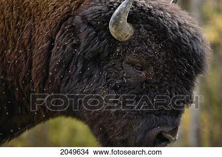 Picture - Close-Up Of A Bison, Northern British Columbia. Fotosearch