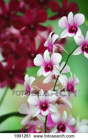 Stock Image - Close-Up Of A Branch Of Orchids. Fotosearch