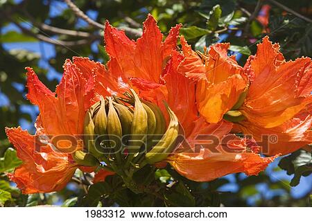 Stock Image - Close-Up Of A Bright Orange African Tulip.. Fotosearch