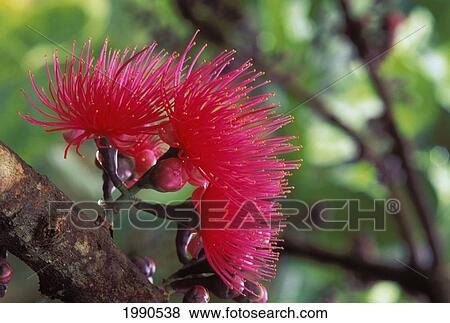 Close-Up Of A Bright Pink Mountain Apple Flower Blossom On Branch View Large Photo Image Stock Photo - Close-Up Of A Bright Pink Mountain Apple Flower Blossom On Branch. Fotosearch