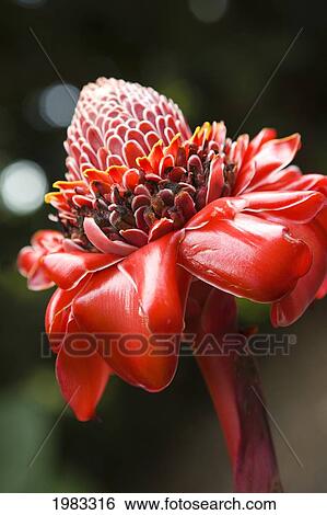 Stock Photograph - Close-Up Of A Bright Red Torch Ginger Flower. Fotosearch