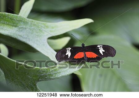 Close up of a butterfly on a leaf; Niagara Falls, Ontario, Canada View Large Photo Image Stock Photo - Close up of a butterfly on a leaf; Niagara Falls, Ontario, Canada. Fotosearch