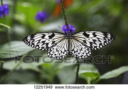Stock Photo - Close up of a butterfly on a small purple flower; Niagara Falls, Ontario, Canada. Fotosearch