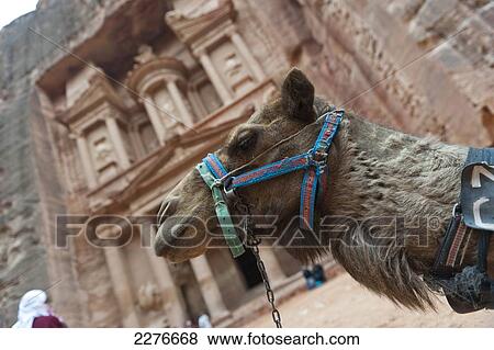 Stock Photo - Close up of a camel at the Treasury at Petra, also known as El Khazneh Nabataean, one of the new Seven Wonders of the World; Petra, Jordan. Fotosearch