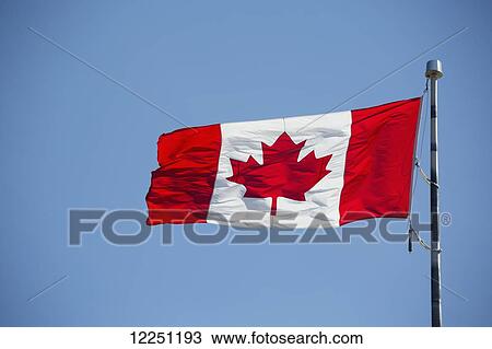 Close up of a Canadian flag blowing in the wind on a pole with blue sky; Airdrie, Alberta, Canada View Large Photo Image Stock Image - Close up of a Canadian flag blowing in the wind on a pole with blue sky; Airdrie, Alberta, Canada. Fotosearch