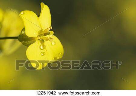 Close up of a canola blossom with water droplets; Alberta, Canada View Large Photo Image Stock Image - Close up of a canola blossom with water droplets; Alberta, Canada. Fotosearch