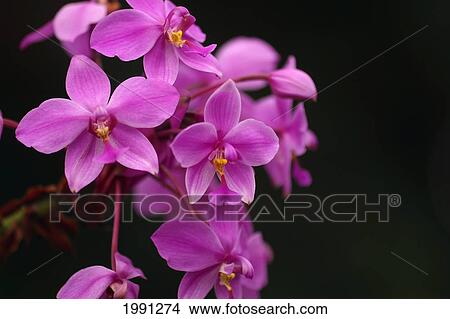 Picture - Close-Up Of A Cluster Of Bright Pink Orchids. Fotosearch
