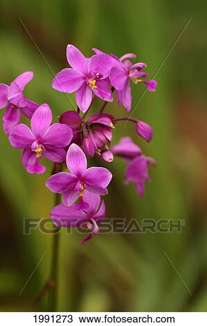 Stock Image - Close-Up Of A Cluster Of Bright Pink Orchids. Fotosearch