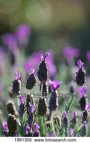 Stock Photography - Close-Up Of A Cluster Of Lavender Blossoms. Fotosearch