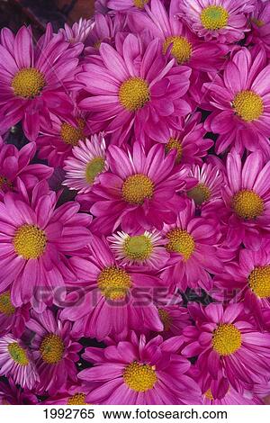Stock Photography - Close-Up Of A Cluster Of Pink Painted Daisies [Chrysanthemum Coccineum]. Fotosearch