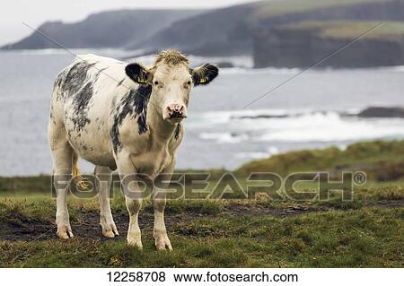 Stock Photo - Close up of a cow on grassy cliff overlooking rugged coastline in the distance and fog; Kilkee, County Clare, Ireland. Fotosearch