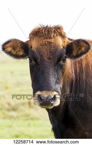 Picture - Close up of a cow's head; Omey Island, County Galway, Ireland. Fotosearch