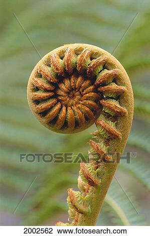 Close-Up Of A Curled 'ama'uma'u Fern, Blurred Background View Large Photo Image Stock Image - Close-Up Of A Curled 'ama'uma'u Fern, Blurred Background. Fotosearch