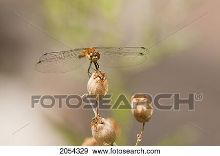 Close-Up Of A Dragonfly; Ontario, Canada View Large Photo Image Stock Photo - Close-Up Of A Dragonfly; Ontario, Canada. Fotosearch