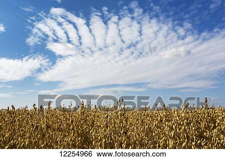 Close up of a field of oats with dramatic clouds and blue sky; Alberta, Canada View Large Photo Image Stock Photograph - Close up of a field of oats with dramatic clouds and blue sky; Alberta, Canada. Fotosearch