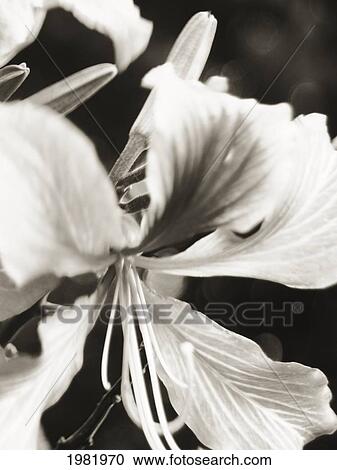 Stock Image - Close up of a flower. Fotosearch