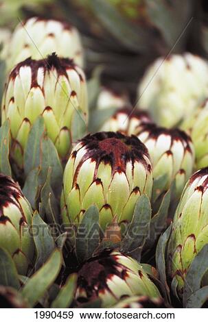 Close-Up Of A Group Of Mink Protea View Large Photo Image Stock Photo - Close-Up Of A Group Of Mink Protea. Fotosearch