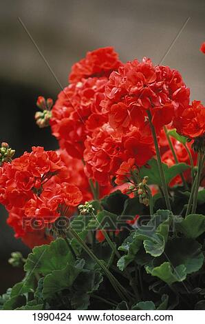 Picture - Close-Up Of A Group Of Red Geraniums On Plant, Soft Background. Fotosearch