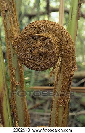Close-Up Of A Hapu'u Fern Growing In Forest, Trees In Background View Large Photo Image Stock Image - Close-Up Of A Hapu'u Fern Growing In Forest, Trees In Background. Fotosearch
