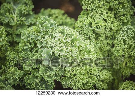 Stock Image - Close up of a head of kale (Brassica oleracea Acephala); Palmer, Alaska, United States of America. Fotosearch
