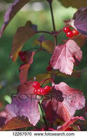 Stock Image - Close up of a Highbush Cranberry and leaves, Shungnak, Arctic Alaska, Autumn. Fotosearch