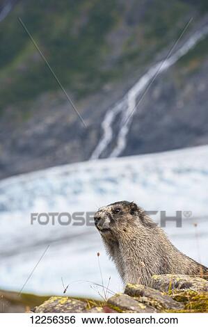 Stock Photograph - Close up of a Hoary Marmot with Exit Glacier in the background, Kenai Fjords National Park, Southcentral Alaska. Fotosearch