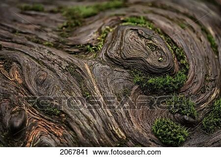 Stock Image - Close Up Of A Knot On A Fallen Douglas Fir Tree, Cathedral Grove, British Columbia. Fotosearch