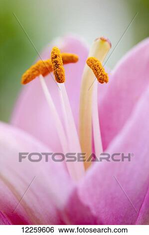 Close up of a lily; Quebec, Canada View Large Photo Image Stock Photograph - Close up of a lily; Quebec, Canada. Fotosearch