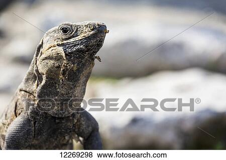 Stock Photo - Close up of a lizard; Tulum, Quintana Roo, Mexico. Fotosearch