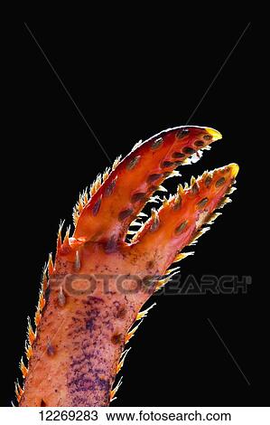 Stock Image - Close up of a lobster claw against a black background; Calgary, Alberta, Canada. Fotosearch
