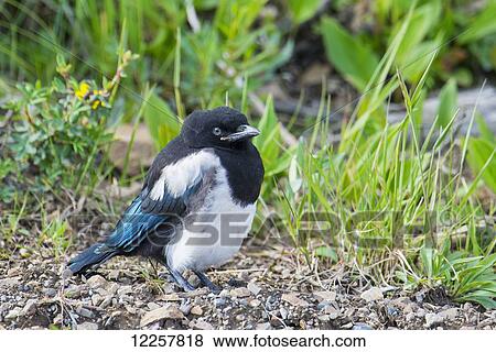 Stock Photo - Close up of a Magpie chick in Denali National Park, Interior Alaska, Spring.. Fotosearch