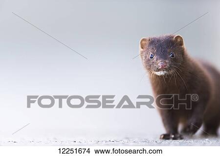 Picture - Close up of a mink (neovison vison); Valdez, Alaska, United States of America. Fotosearch