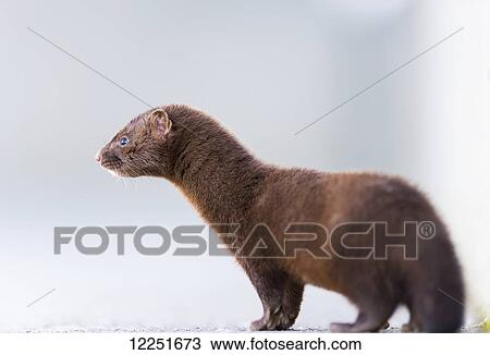 Stock Image - Close up of a mink (neovison vison); Valdez, Alaska, United States of America. Fotosearch