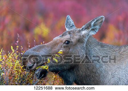Close up of a moose cow eating; Denali, Alaska, United States of America View Large Photo Image Stock Photo - Close up of a moose cow eating; Denali, Alaska, United States of America. Fotosearch