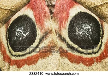 Close up of a moth; Costa Rica View Large Photo Image Stock Image - Close up of a moth; Costa Rica. Fotosearch