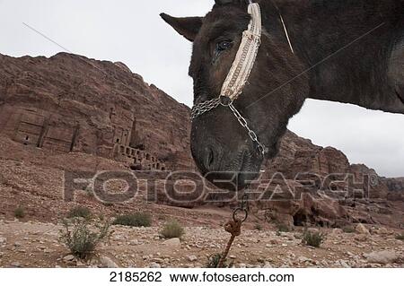 Stock Image - Close-Up Of A Mule At Petra, Jordan, Middle East. Fotosearch