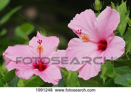 Close-Up Of A Pair Of Pink Hibiscus View Large Photo Image Stock Photo - Close-Up Of A Pair Of Pink Hibiscus. Fotosearch