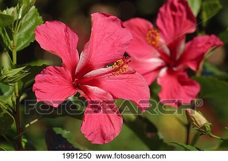 Stock Image - Close-Up Of A Pair Of Red Hibiscus. Fotosearch
