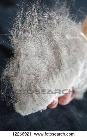 Close up of a person holding Qiviut (musk ox wool), Fairbanks, Alaska View Large Photo Image Stock Image - Close up of a person holding Qiviut (musk ox wool), Fairbanks, Alaska. Fotosearch