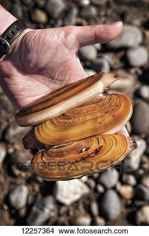 Picture - Close up of a person holding razor clams harvested on a minus tide at Clam Gulch, Kenai Peninsula, Southcentral Alaska. Fotosearch