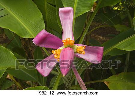 Close-up of a pink banana flower View Large Photo Image Stock Image - Close-up of a pink banana flower. Fotosearch