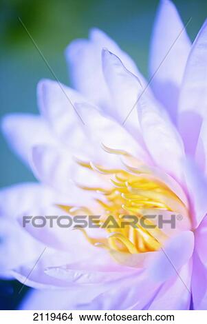 Picture - Close up of a pink flower; Hawaii, United States of America. Fotosearch