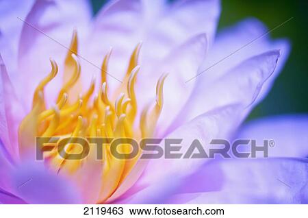 Stock Image - Close up of a pink flower; Hawaii, United States of America. Fotosearch