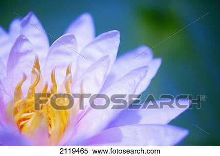 Stock Photography - Close up of a pink flower; Hawaii, United States of America. Fotosearch